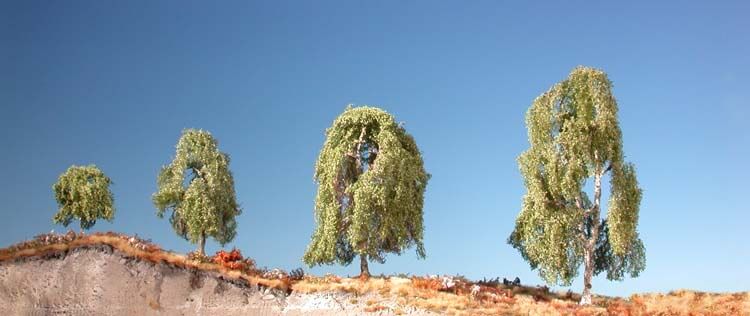 Weeping birch