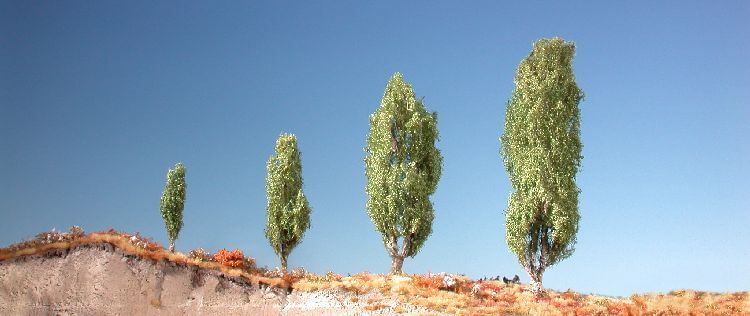 Lombardy Poplar