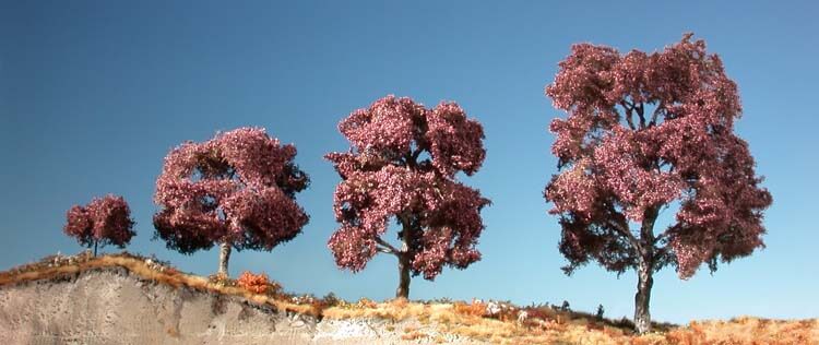 Copper beech