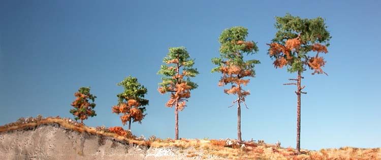Weather pine tree