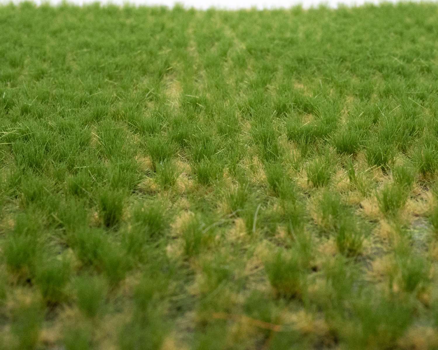 tufts of grass