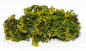 Preview: Flowering shrubs - Yellow