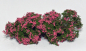 Preview: Flowering shrubs - Pink