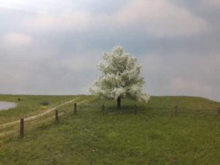 Apfelbaum Frühling SL-Profi