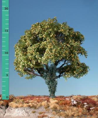 Maple tree overgrown with ivy (1:87) early fall