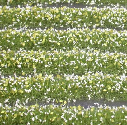 Blossom strips (1:87) white