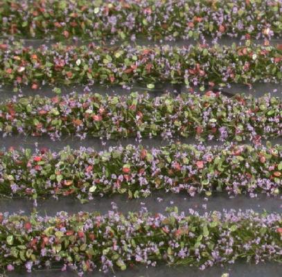 Blütenstreifen, ca. 336 cm (1:87) violett
