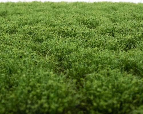 clumps of weeds early summer