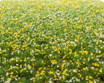 Fflower Yellow white