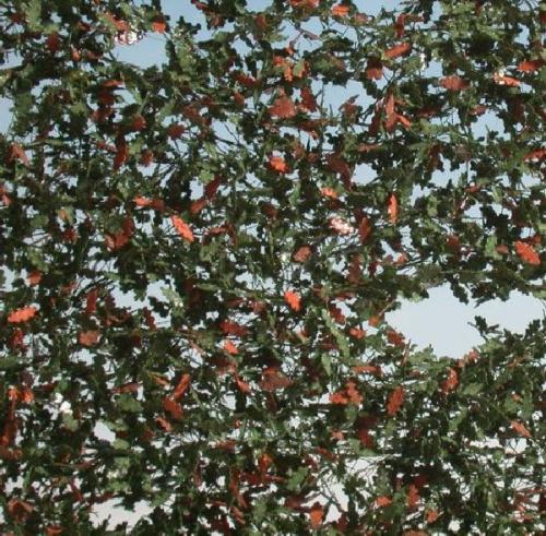 Oak foliage (1:45+) early fall