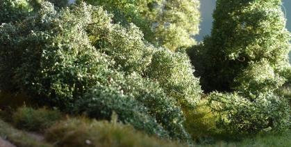 Filigree bushes early fall