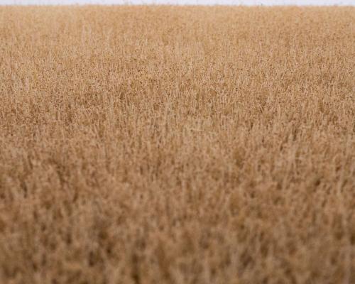 grass mat cornfield summer