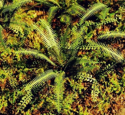 Tropical Fern