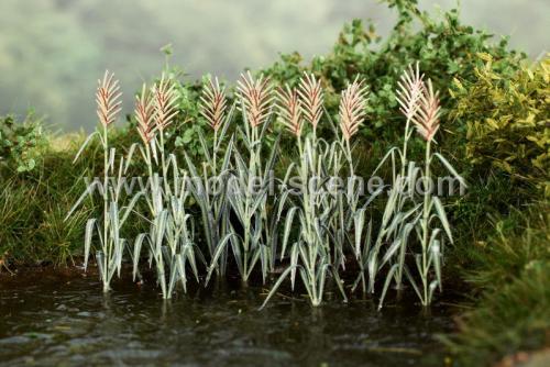 Reeds