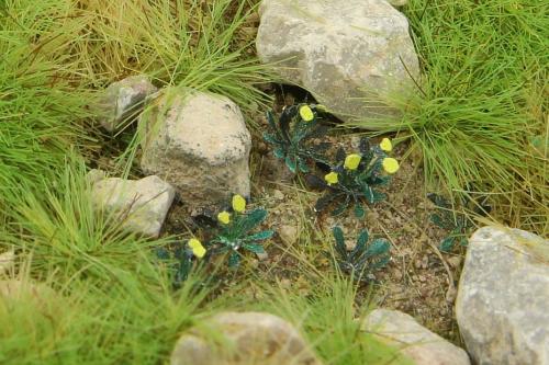 Dandelions