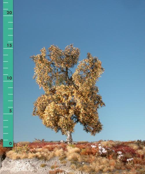 Moor birch late fall