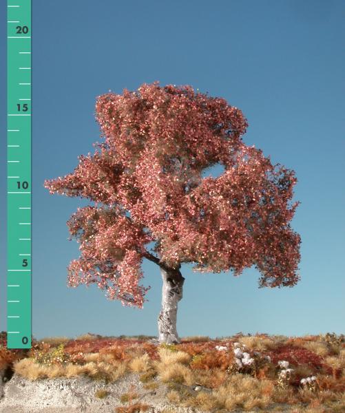 Beech (1:87) late fall