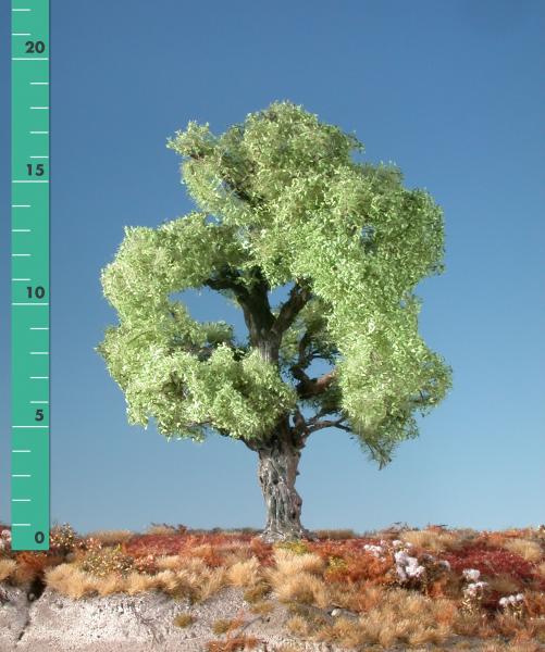 Oak tree (1:160-220) spring