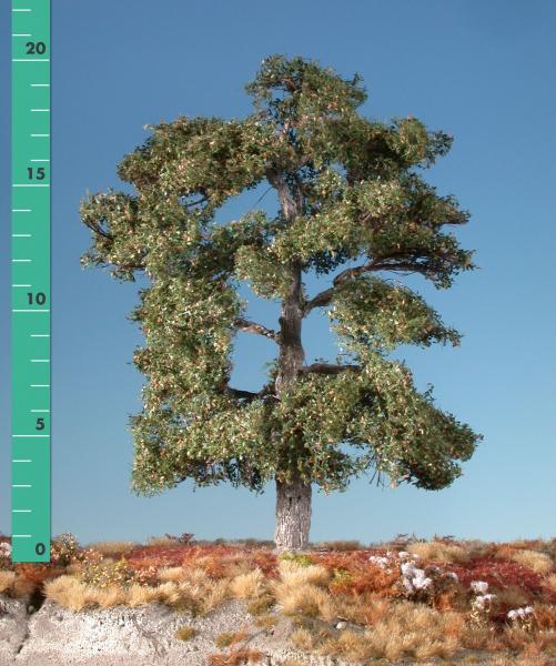 Oak tree (1:160-220) early fall