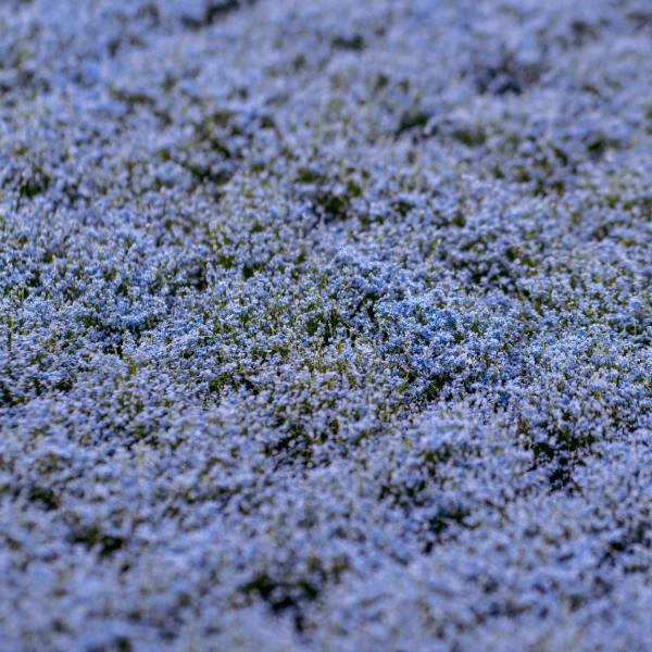 Flower clusters light blue