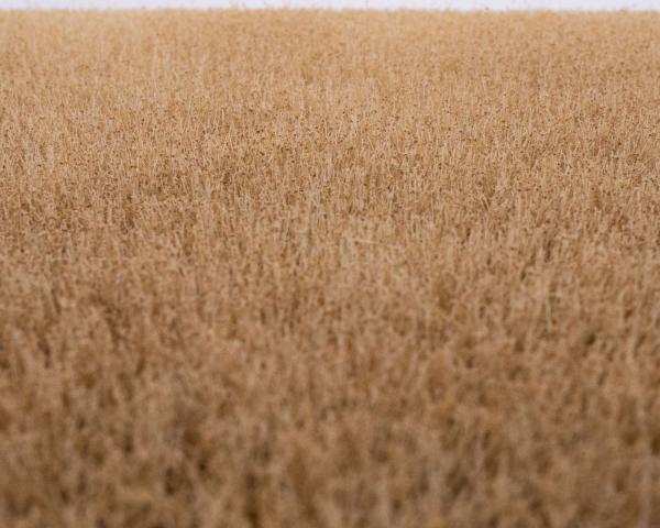 grass mat cornfield summer