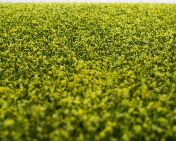 grass mat rapeseed field