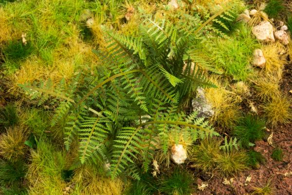 Bracken Fern