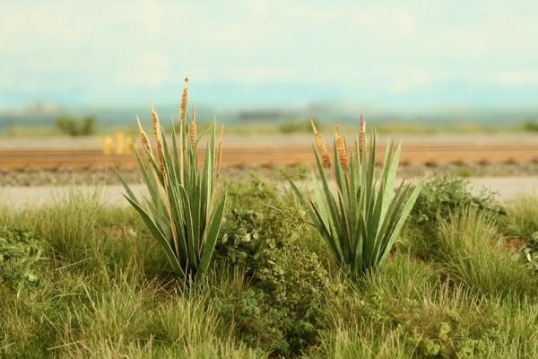 Bulrushes