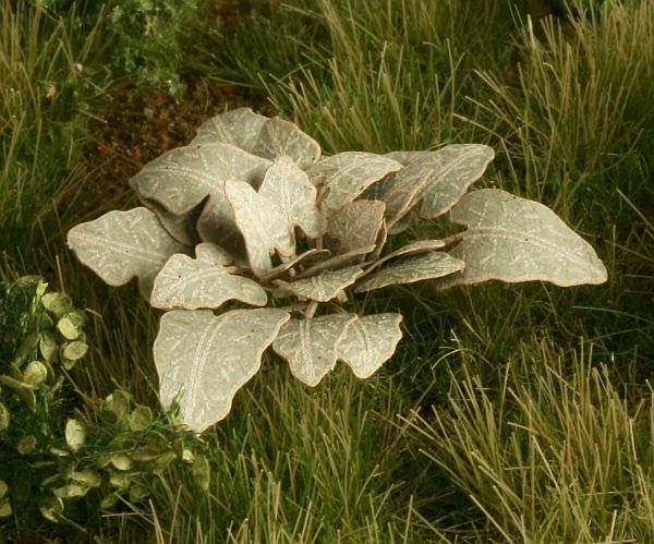 wild rhubarb