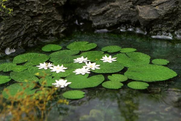 Waterlily