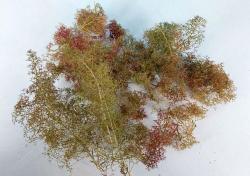 Meerschaum trees / bushesnature