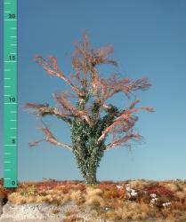 Beech overgrown with ivy (1:87) barren
