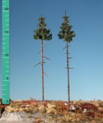 Inside forest green spruce (1:160-220) summer
