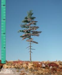 Weathered nordic fir high trunk (1:87) summer
