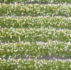 Blütenstreifen, ca. 336 cm (1:87) weiß