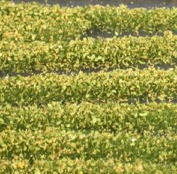 Blütenstreifen, ca. 336 cm (1:87) gelb