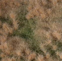Fertile plain meadow (1:87) late fall
