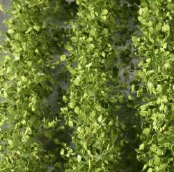 Agrarstreifen mit Blättern, ca. 231 cm (1:45+) Frühling