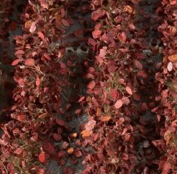 Agrarstreifen mit Blättern, ca. 231 cm (1:45+) Spätherbst
