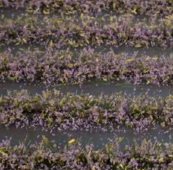 Blumenfeld-Streifen, ca. 42 cm (1:87) violett