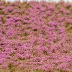 Flower clusters of heather blooming