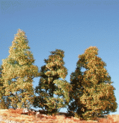 Filigree bush (1:160-220) early fall