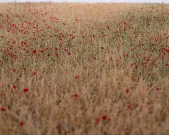 Grasmatte Kornfeld blühend