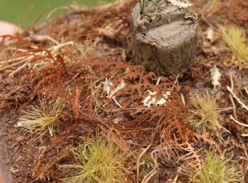 Dry Fern