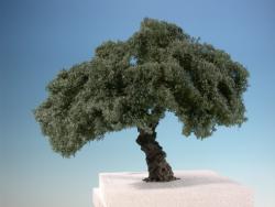 Olive tree (1:45+) summer